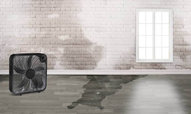 Best Basement water damage restoration  in Holts Summit, MO